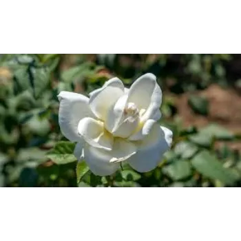 Good White Rose 